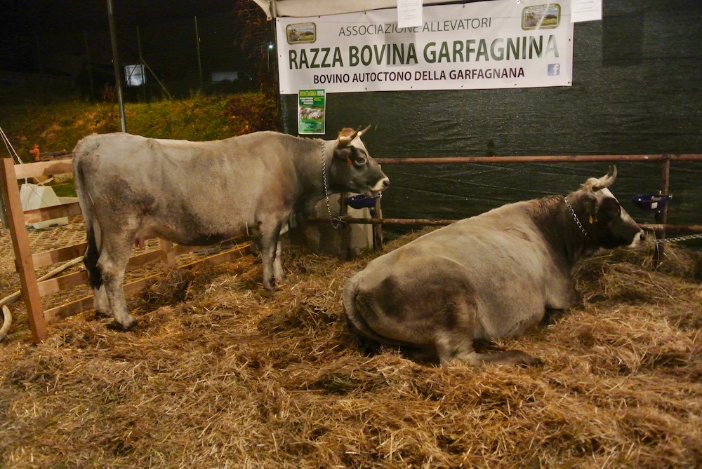 Razza bovina garfagnina