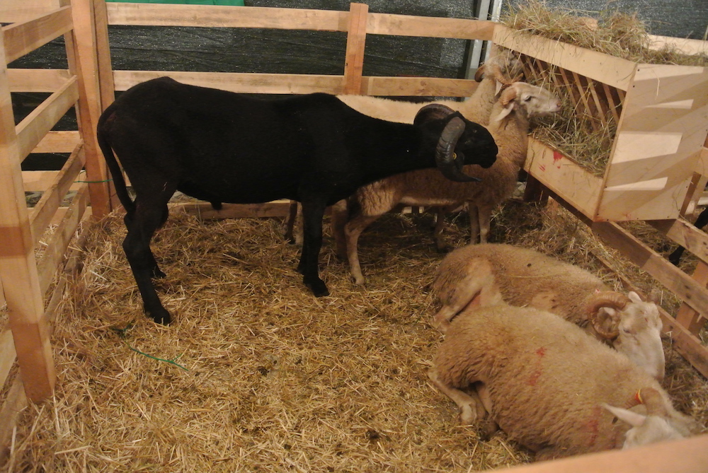 Pecora bianca garfagnina con intrusione di montone massese