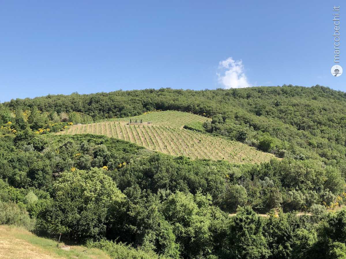 La Vigna a cuore della Premiata Fattoria di Castelvecchi in Chianti