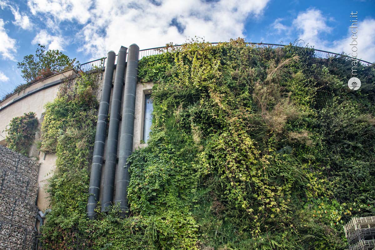 Il "cappotto verde" utile a mantenere fresca la cantina